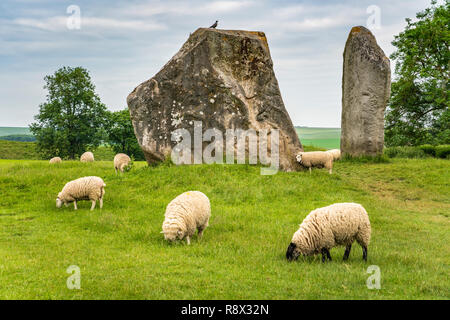 Neolithic stone circles and meadow with sheep grazing in the village of Avebury, Wiltshire, England, Europe. Stock Photo