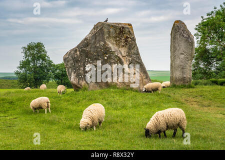 Neolithic stone circles and meadow with sheep grazing in the village of Avebury, Wiltshire, England, Europe. Stock Photo