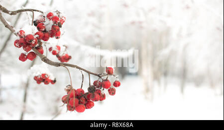 Rowan branch with red berries. Seasonally Christmass and New Year winter background concept. Close-up photo. Stock Photo