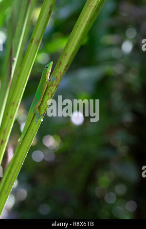 Papaikou, Hawaii -  Gold dust day gecko (Phelsuma laticauda). Native to Madagascar, the gecko has been introduced to various Pacific islands. Stock Photo