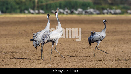Dancing Cranes  in  arable field.  Common Crane, Scientific name: Grus grus, Grus communis. Stock Photo