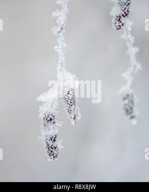 birch tree under the hoar-frost Stock Photo