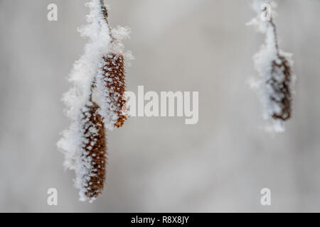 birch tree under the hoar-frost Stock Photo