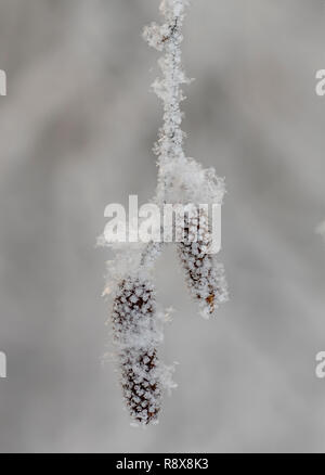 birch tree under the hoar-frost Stock Photo