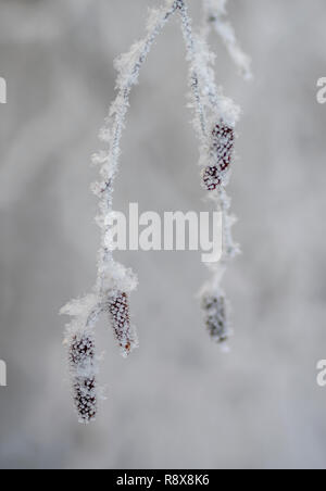 birch tree under the hoar-frost Stock Photo