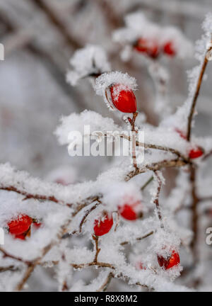 Rime covered branch of wild rose with red berries Stock Photo
