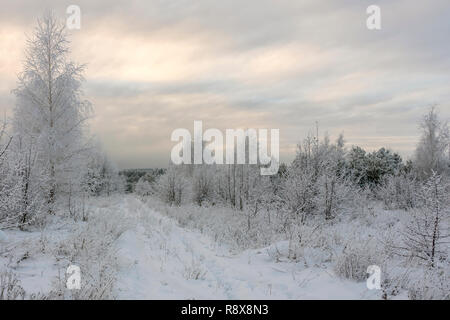 Winter landscape grass and trees in snow Stock Photo