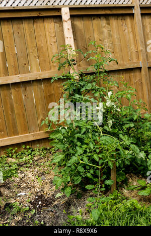 Tomato Yellow Leaf Curl Virus TYLCV on tomato. Stock Photo