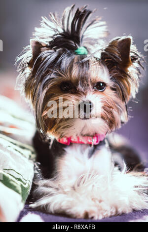 cute Biewer Yorkshire Terrier sitting or resting on a bed. Dogs portrait Stock Photo