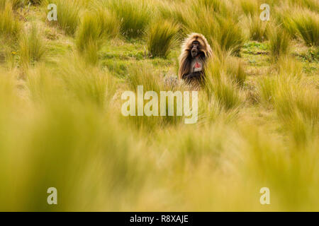 Gelada baboon eating grass (Theropithecus gelada) Debre Sina. Ethiopia. Africa Stock Photo