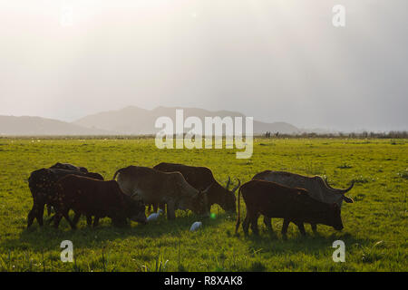 Cows gracing near of Kemise. Ethiopia. Africa Stock Photo