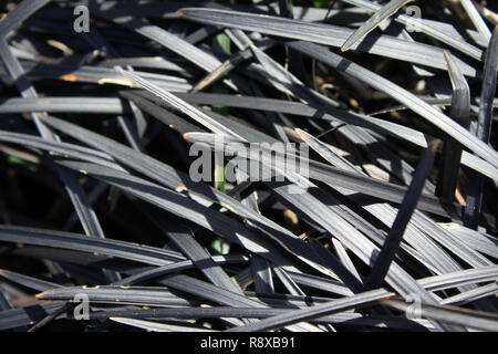 The black foliage of Ophiopogon planiscapus nigrescens also known as black mondo grass or black lilyturf Stock Photo