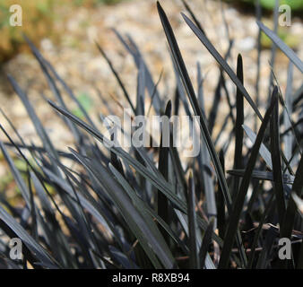 The black foliage of Ophiopogon planiscapus nigrescens also known as black mondo grass or black lilyturf Stock Photo