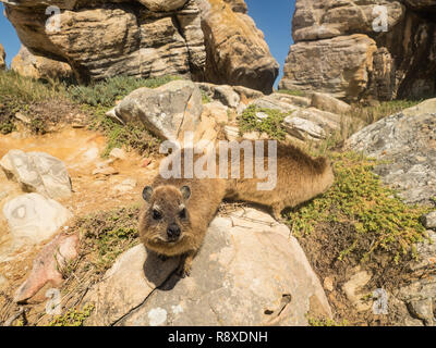 Rock Hyrax in Mossel Bay, South Africa. Rock Hyrax sitting on a rock and enjoying the sun Stock Photo