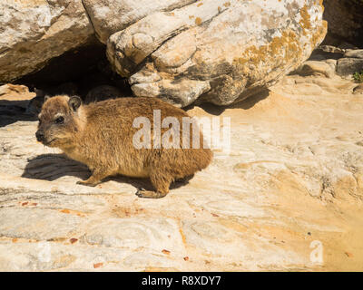 Rock Hyrax in Mossel Bay, South Africa. Rock Hyrax sitting on a rock and enjoying the sun Stock Photo