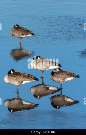 Canada geese (Branta canadensis), a group on ice of freezing lake, Iowa, USA Stock Photo