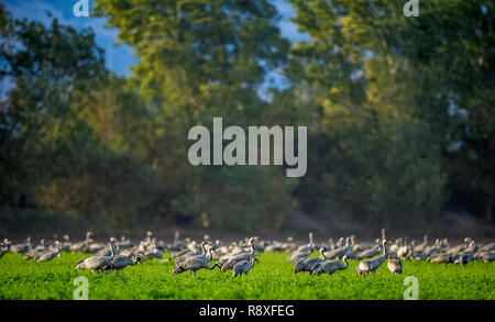 Cranes in a field foraging. Green grass background. Common Crane. Scientific name: Grus grus, Grus communis. Cranes Flock on the green field.