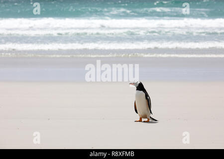 A Gentoo penguin stands on the beach in The Neck on Saunders Island, Falkland Islands Stock Photo