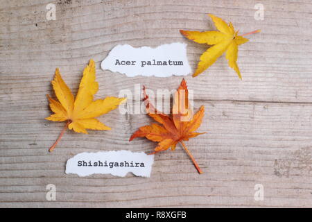 Acer palmatum 'Shishigashira' Japanese maple leaves showing autumn colour in November, UK Stock Photo