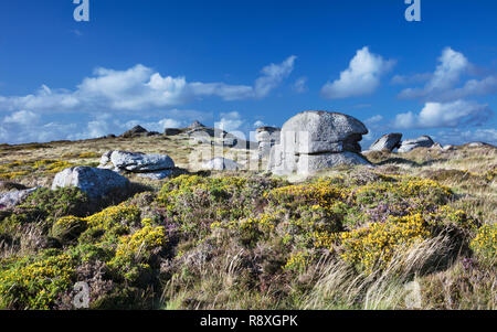 View across Chinkwell Tor in Dartmoor National Park with the heather and gorse in bloom Stock Photo