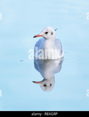 Black-headed gull portrait with its reflection below in the water Stock Photo