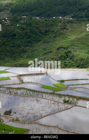 Farmer in fields at Maligcong Rice Terraces, Bontoc, Mountain Province, Luzon, Philippines Stock Photo