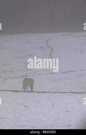A white horse grazes in a snowy pasture in the fog following Winter Storm Diego. Stock Photo
