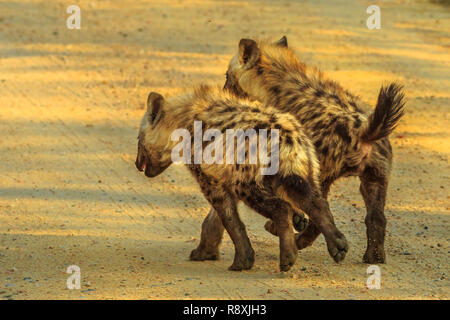 Two spotted hyena cubs species Crocuta crocuta, run along the dirt road in Kruger National Park, South Africa. Iena ridens or hyena maculata outdoor. Stock Photo