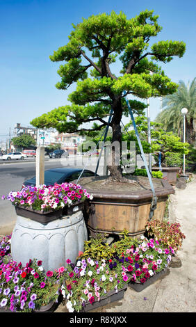 Bonsai tree and trays of flowers on a side street in Taiwan. Stock Photo