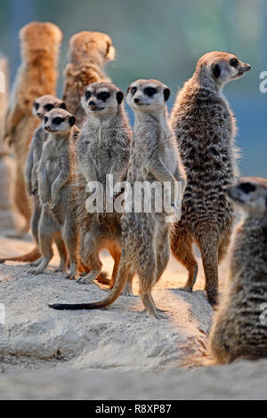 Meerkat (Suricata suricatta) standing with young animals, captive, Stock Photo