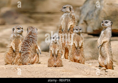Meerkat (Suricata suricatta) standing, captive, Stock Photo