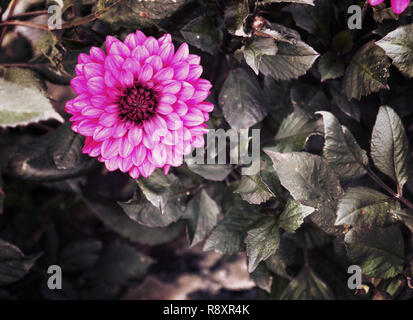 Beautiful ball dahlia flower, perfect natural symmetry in variegated pink and purple, soft focus, blurred background Stock Photo