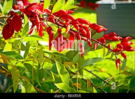 Bright red flowers of Erythrina crista-galli or cockspur coral tree  native to Argentina, Uruguay, Brasile e Paraguay, with spiny branches and  inflor Stock Photo