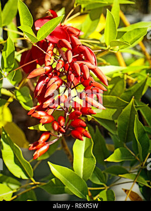Bright red flowers of Erythrina crista-galli or cockspur coral tree  native to South America with spiny branches and  inflorescences rich in nectar Stock Photo