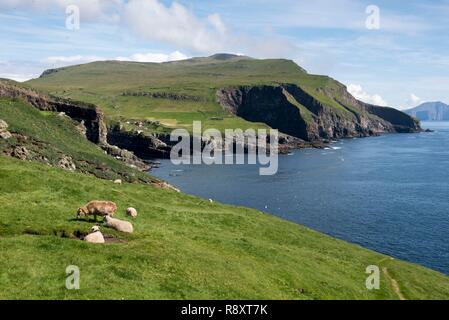 Denmark, Faroe Islands, Mykines Island, sheep Stock Photo