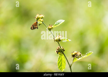 Monarch Butterfly feeding on flower Stock Photo