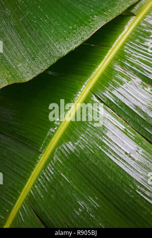Close-up of Wet Green Banana Leaves Stock Photo