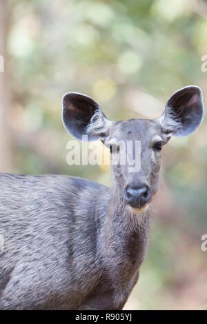 India, Uttarakhand, Jim Corbett National Park, Sambar Deer (Rusa unicolor), adult female Stock Photo