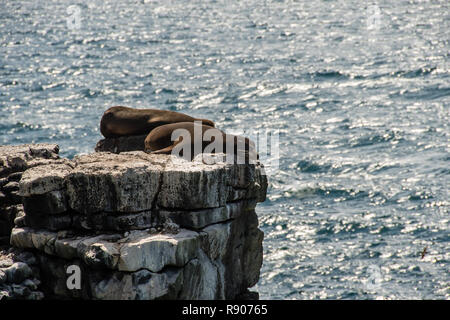 Sea lions sleep on a cliff at South Plaza Island in the Galapagos Islands Stock Photo