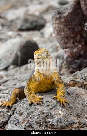 A iguana land with a beautiful yellow skin observes tourists from a stone on South Plaza Island Stock Photo