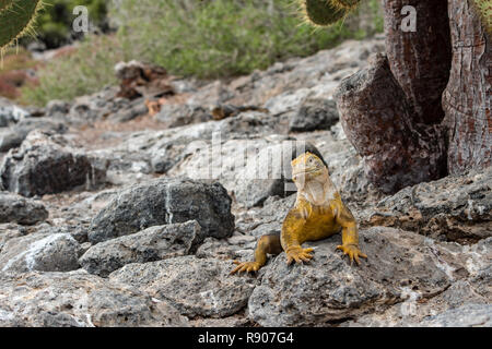 A iguana land with a beautiful yellow skin observes tourists from a stone on South Plaza Island Stock Photo