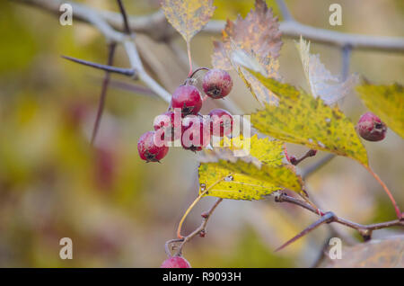 Ripe hawthorn berries hang on a branch. Autumn useful harvest. Stock Photo