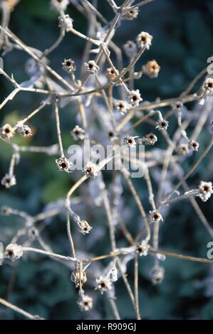 Seed pods on dried stems of a group of plants in late fall in a kitchen garden in Nijmegen. The end of the growing season Stock Photo