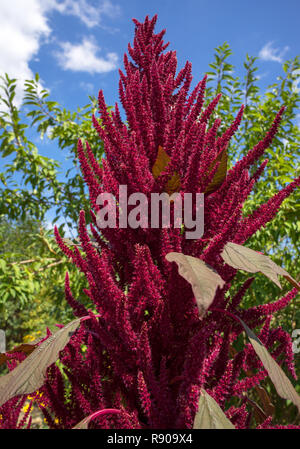 Blooming Amaranthus cruentus Stock Photo