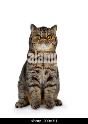Adorable black tabby Exotic Shorthair cat kitten, sitting facing frontt ready to jump. Looking up with big round orange eyes. Isolated on a white back Stock Photo