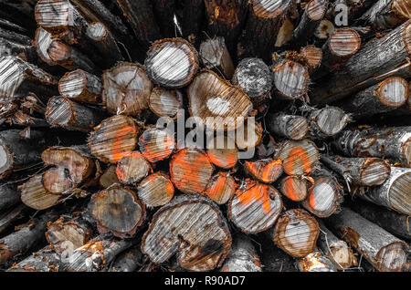 A log stack of cut Silver Birch trees. Stock Photo