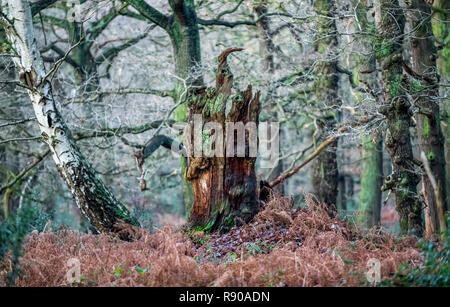 An old dead and decaying English oak tree in Sherwood forest during winter. Stock Photo