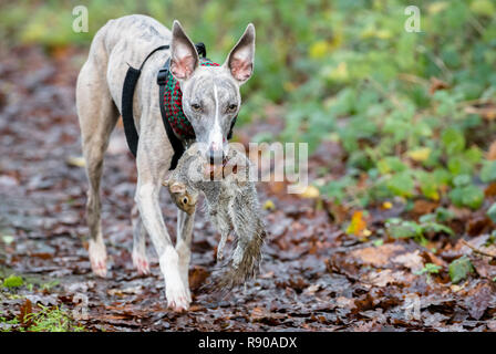 Whippet carrying a dead Grey Squirrel. Stock Photo