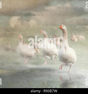 A flock of  domestic American buff geese waddling in shallow water Stock Photo