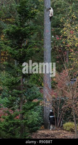 Australian Shepherd dog looks up a tall straight tree trunk at a siamese cat it has chased. Stock Photo